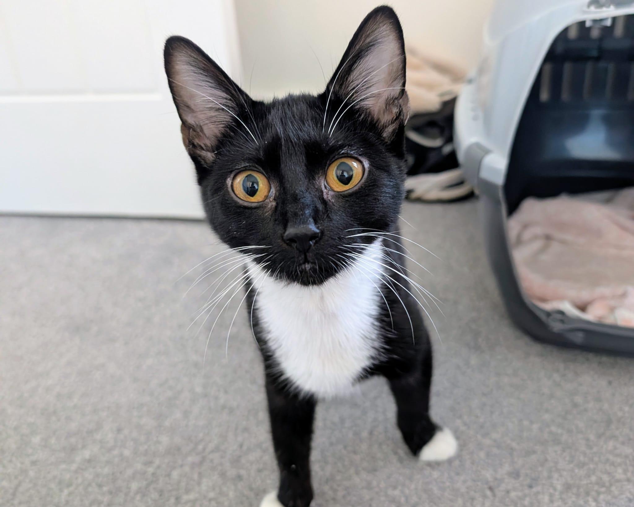 A black and white kitten with large golden eyes looking directly at the camera.