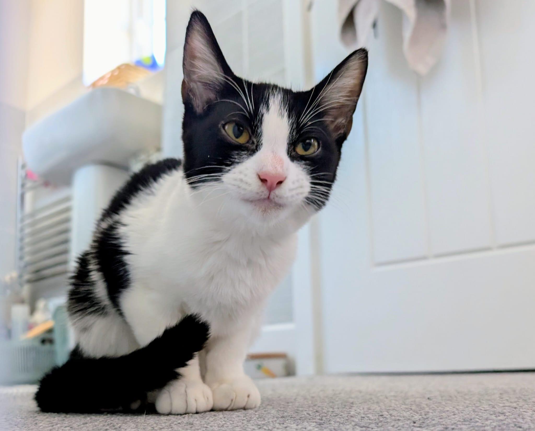 A black and white cat sits on a carpeted floor, looking directly at the camera.