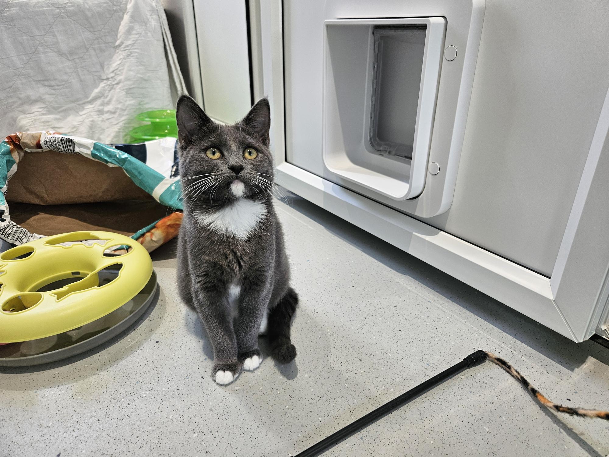 A grey tuxedo cat with white chest and paw markings sitting on a floor next to a pet door.